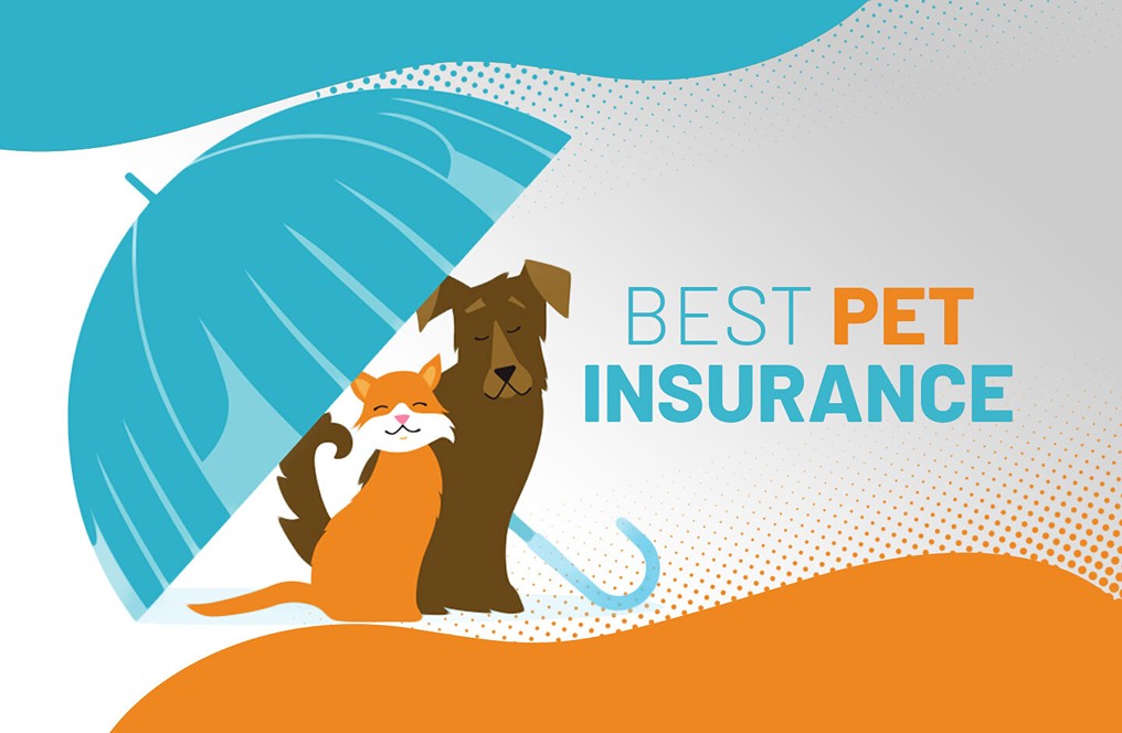 Affordable Pet Insurance Companies